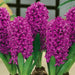 Hyacinth Miss Saigon (Flowers Bulb) Rich tropical purple shades - Caribbean garden seed