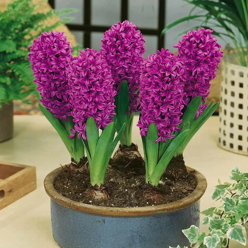 Hyacinth Miss Saigon (Flowers Bulb) Rich tropical purple shades - Caribbean garden seed
