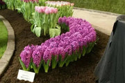 Hyacinth Miss Saigon (Flowers Bulb) Rich tropical purple shades - Caribbean garden seed