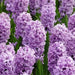 Hyacinth Splendid Cornelia, Bulb Size 16/17 - Caribbean garden seed