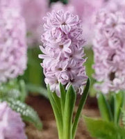 Hyacinth Splendid Cornelia, Bulb Size 16/17 - Caribbean garden seed
