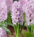 Hyacinth Splendid Cornelia, Bulb Size 16/17 - Caribbean garden seed