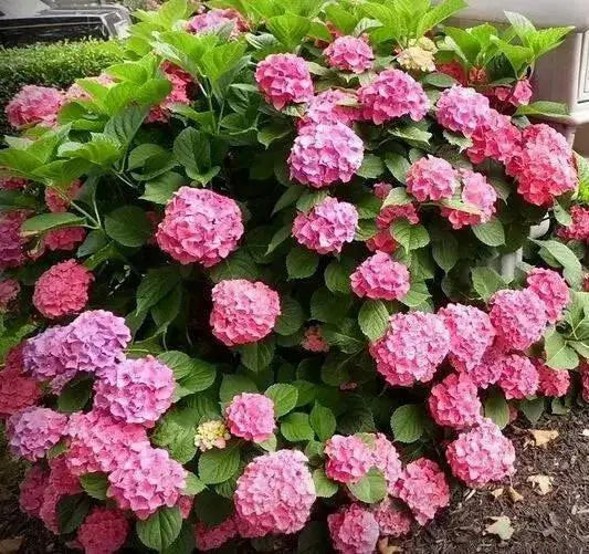 Hydrangea forever pink (4' POT) LIVE PLANT,Perennial, SHRUB - Caribbean garden seed