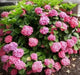 Hydrangea forever pink (4' POT) LIVE PLANT,Perennial, SHRUB - Caribbean garden seed