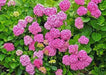 Hydrangea forever pink (4' POT) LIVE PLANT,Perennial, SHRUB - Caribbean garden seed