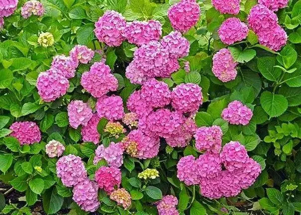 Hydrangea forever pink (4' POT) LIVE PLANT,Perennial, SHRUB - Caribbean garden seed