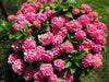 Hydrangea forever pink (4' POT) LIVE PLANT,Perennial, SHRUB - Caribbean garden seed