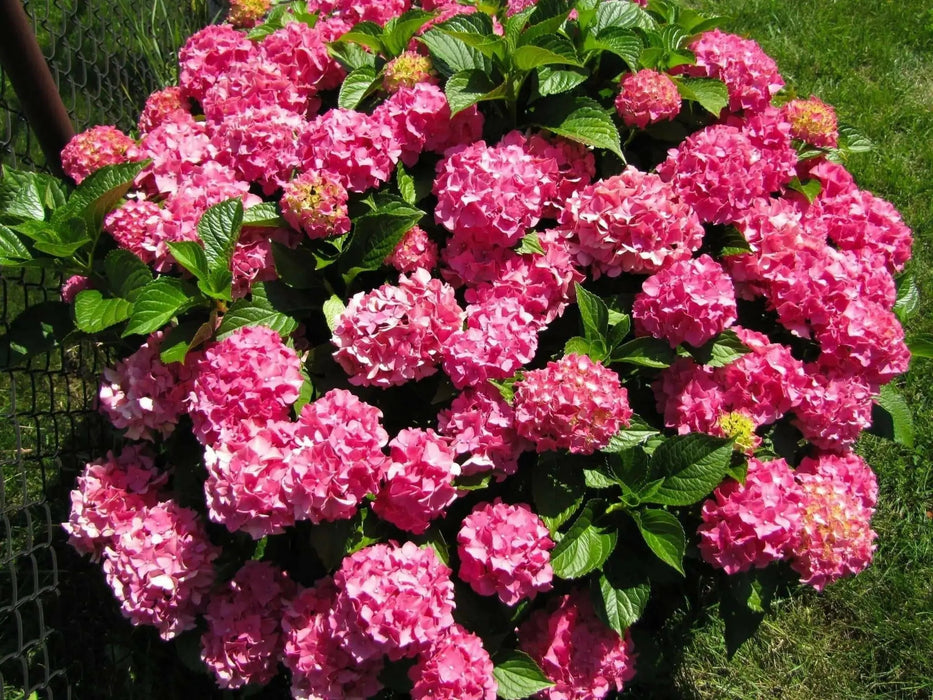 Hydrangea forever pink (4' POT) LIVE PLANT,Perennial, SHRUB - Caribbean garden seed