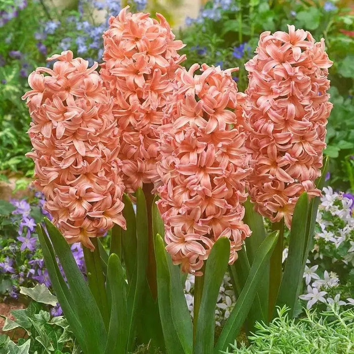 Hyacinth bulbs, Gipsy Queen, FALL PLANTING - Caribbean garden seed