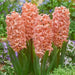 Hyacinth bulbs, Gipsy Queen, FALL PLANTING - Caribbean garden seed