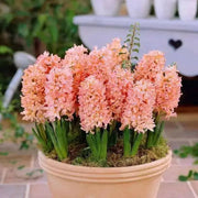 Hyacinth Flowers Bulb "Gypsy Queen",Grows Well in Containers - Caribbean garden seed