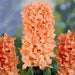 Hyacinth bulbs, Gipsy Queen, FALL PLANTING - Caribbean garden seed