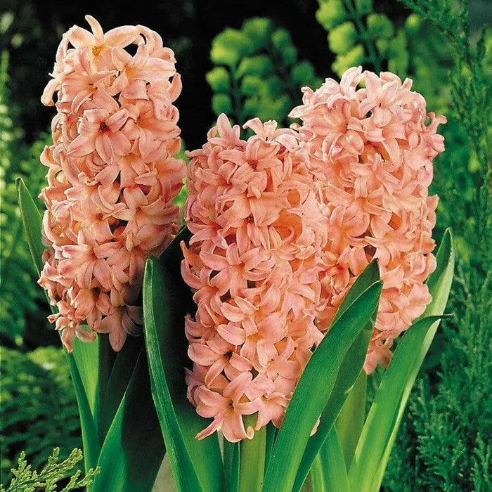 Hyacinth Flowers Bulb "Gypsy Queen",Grows Well in Containers - Caribbean garden seed