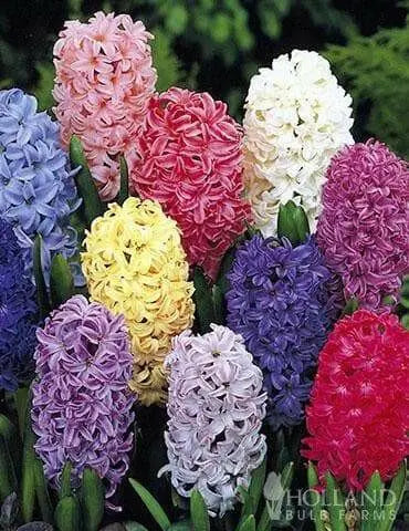 Hyacinthus orientalis 'Mixture', Flowers bulbs, great in container - Caribbean garden seed