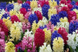 Hyacinthus orientalis 'Mixture', Flowers bulbs, great in container - Caribbean garden seed