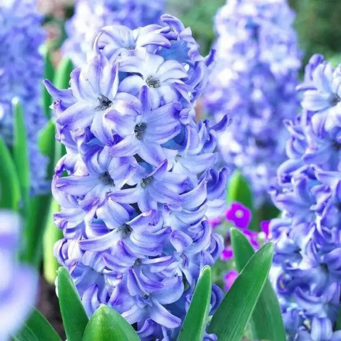 Hyacinthus Orientalis ‘Aqua’ (BULBS) fragrance - Caribbean garden seed