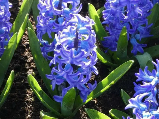 Hyacinthus Orientalis ‘Aqua’ (BULBS) fragrance - Caribbean garden seed