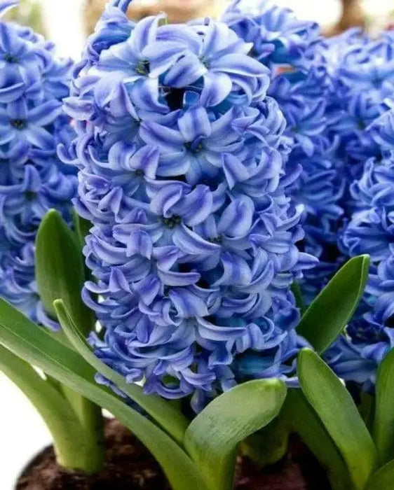 Hyacinthus Orientalis ‘Aqua’ (BULBS) fragrance - Caribbean garden seed