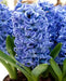 Hyacinthus Orientalis ‘Aqua’ (BULBS) fragrance - Caribbean garden seed