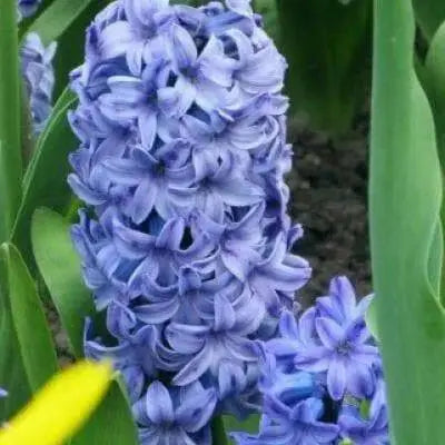 Hyacinthus Orientalis ‘Aqua’ (BULBS) fragrance - Caribbean garden seed