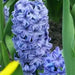 Hyacinthus Orientalis ‘Aqua’ (BULBS) fragrance - Caribbean garden seed