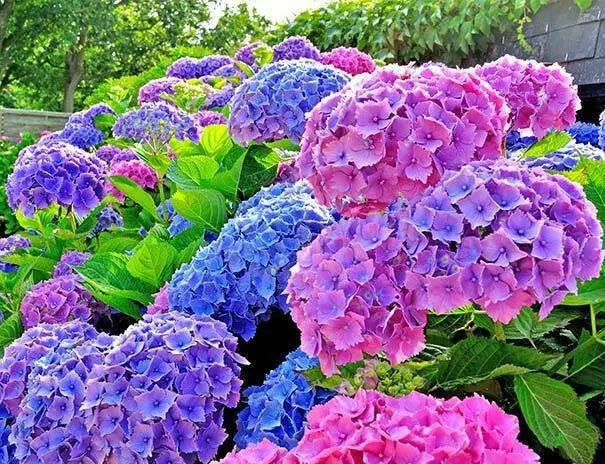 Hydrangea ALL SUMMER BEAUTY,(4' POT) LIVE PLANT,Perennial, SHRUB - Caribbean garden seed