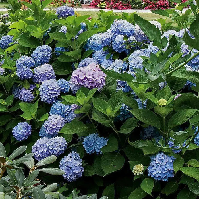 Hydrangea ALL SUMMER BEAUTY,(4' POT) LIVE PLANT,Perennial, SHRUB - Caribbean garden seed