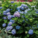 Hydrangea ALL SUMMER BEAUTY,(4' POT) LIVE PLANT,Perennial, SHRUB - Caribbean garden seed