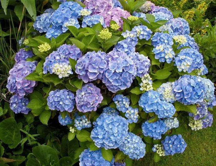 Hydrangea ALL SUMMER BEAUTY,(4' POT) LIVE PLANT,Perennial, SHRUB - Caribbean garden seed