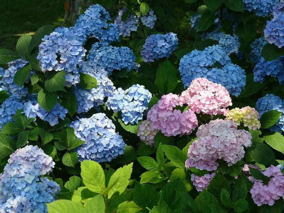 Hydrangea ALL SUMMER BEAUTY,(4' POT) LIVE PLANT,Perennial, SHRUB - Caribbean garden seed