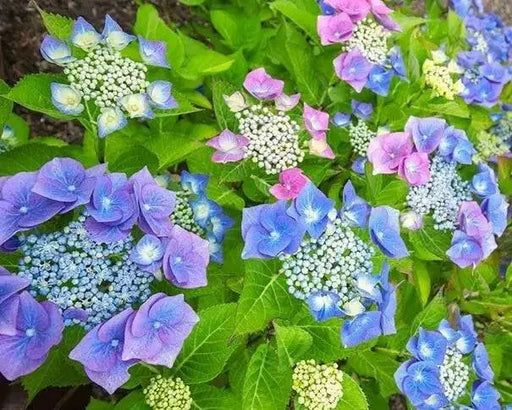 Hydrangea tellers Blue (4' POT) LIVE PLANT,Perennial, SHRUB - Caribbean garden seed