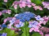 Hydrangea tellers Blue (4' POT) LIVE PLANT,Perennial, SHRUB - Caribbean garden seed