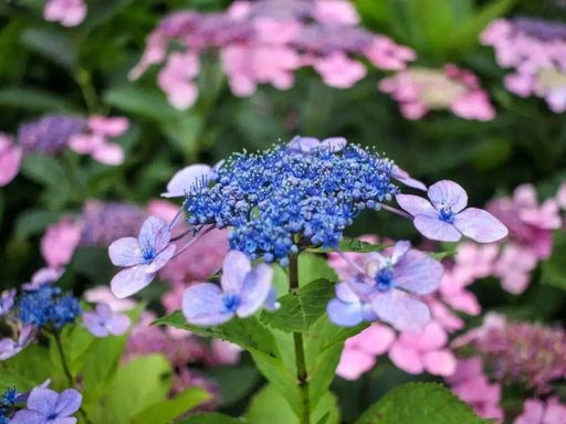 Hydrangea tellers Blue (4' POT) LIVE PLANT,Perennial, SHRUB - Caribbean garden seed