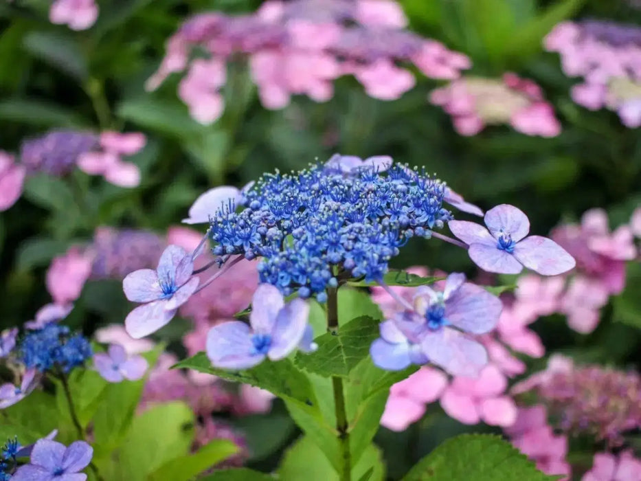 Hydrangea tellers Blue (4' POT) LIVE PLANT,Perennial, SHRUB - Caribbean garden seed