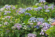 Hydrangea tellers Blue (4' POT) LIVE PLANT,Perennial, SHRUB - Caribbean garden seed