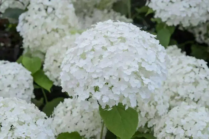 Hydrangea Annabelle' (4' POT) LIVE PLANT, Perennial, SHRUB - Caribbean garden seed