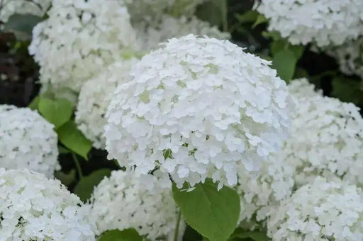 Hydrangea Annabelle' (4' POT) LIVE PLANT, Perennial, SHRUB - Caribbean garden seed