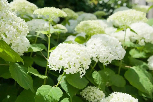 Hydrangea Annabelle' (4' POT) LIVE PLANT, Perennial, SHRUB - Caribbean garden seed