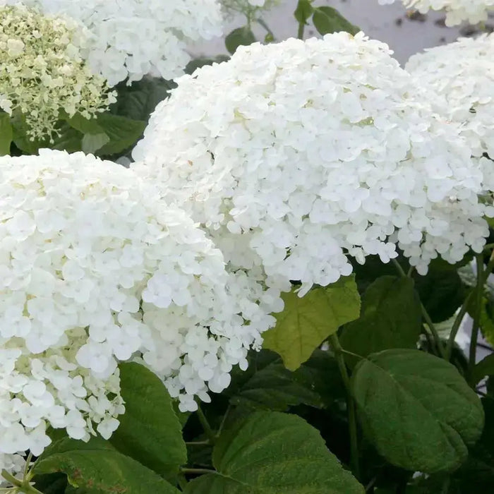 Hydrangea Annabelle' (4' POT) LIVE PLANT, Perennial, SHRUB - Caribbean garden seed
