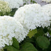 Hydrangea Annabelle' (4' POT) LIVE PLANT, Perennial, SHRUB - Caribbean garden seed