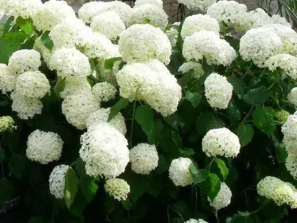 Hydrangea Annabelle' (4' POT) LIVE PLANT, Perennial, SHRUB - Caribbean garden seed