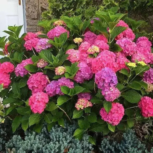 Hydrangea Glowing Embers’,(4' POT) LIVE PLANT,Perennial, SHRUB - Caribbean garden seed