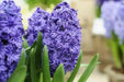 Hyacinthus orientalis 'Royal Navy', Flowers bulbs, double’ floret - Caribbean garden seed