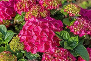 Hydrangea Glowing Embers’,(4' POT) LIVE PLANT,Perennial, SHRUB - Caribbean garden seed