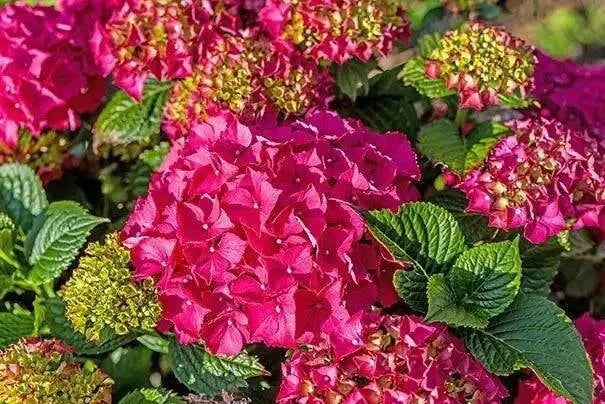 Hydrangea Glowing Embers’,(4' POT) LIVE PLANT,Perennial, SHRUB - Caribbean garden seed