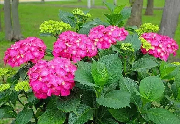 Hydrangea Glowing Embers’,(4' POT) LIVE PLANT,Perennial, SHRUB - Caribbean garden seed
