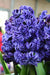 Hyacinthus orientalis 'Royal Navy', Flowers bulbs, double’ floret - Caribbean garden seed