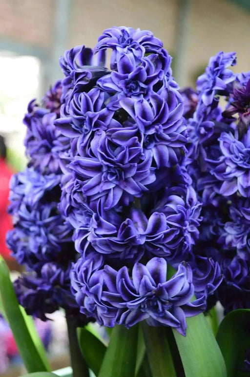 Hyacinthus orientalis 'Royal Navy', Flowers bulbs, double’ floret - Caribbean garden seed
