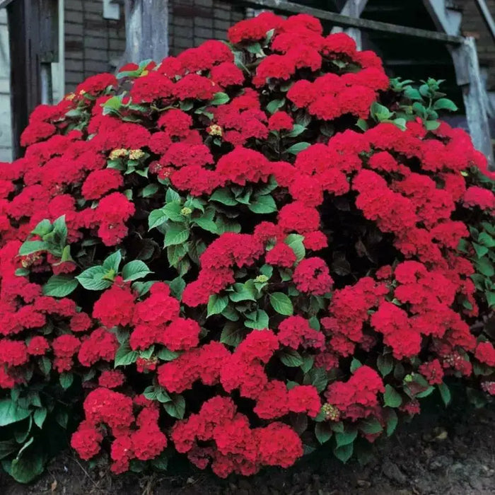 Hydrangea Glowing Embers’,(4' POT) LIVE PLANT,Perennial, SHRUB - Caribbean garden seed