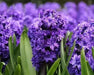 Hyacinthus orientalis 'Royal Navy', Flowers bulbs, double’ floret - Caribbean garden seed